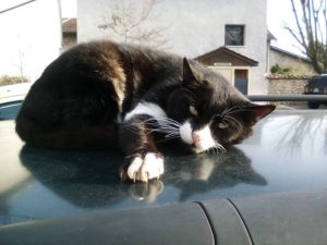 Oréo, chat errant sauvé de la rue
